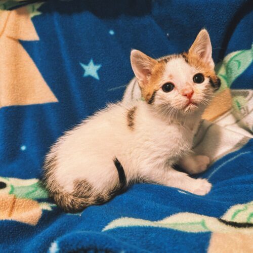 Gregory, an adoptable Domestic Short Hair in Hays, KS, 67601 | Photo Image 3