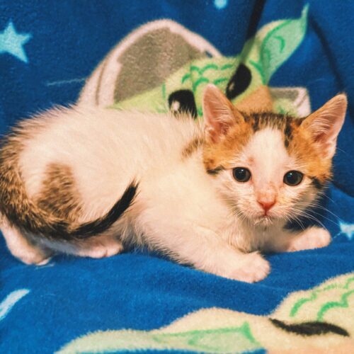 Gregory, an adoptable Domestic Short Hair in Hays, KS, 67601 | Photo Image 4