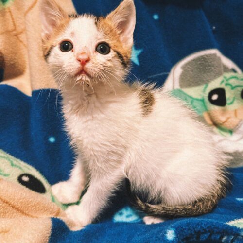 Gregory, an adoptable Domestic Short Hair in Hays, KS, 67601 | Photo Image 5