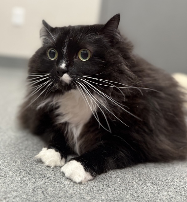 Nibbler