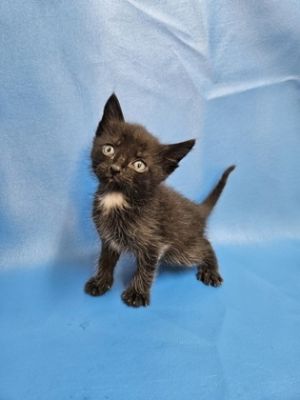 Sage, Baby Male Domestic Medium Hair