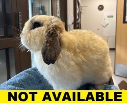 Cottontail