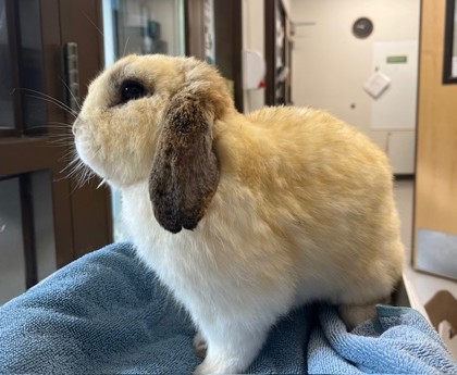 Cottontail