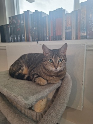 Tigra