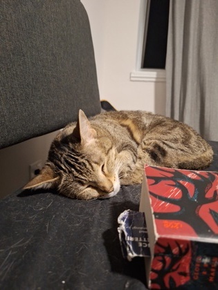 Tigra