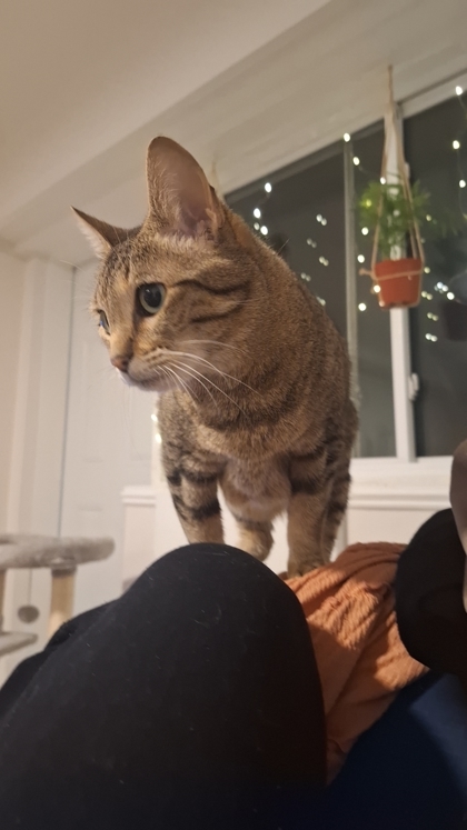 Tigra