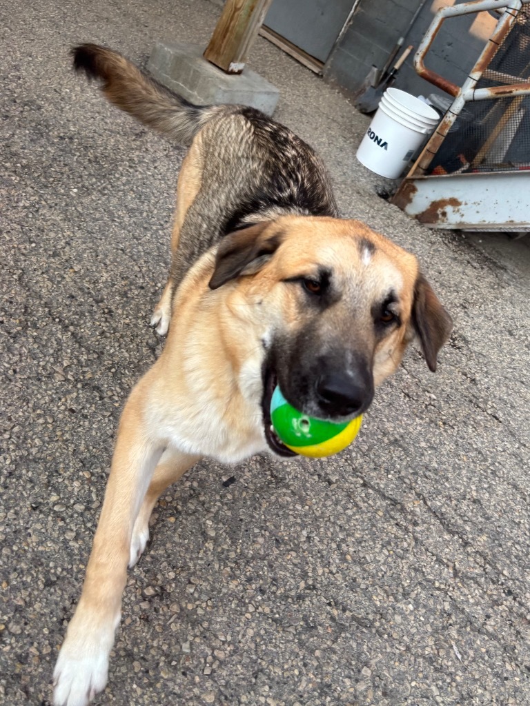 Bear, an adoptable Shepherd in Winnipeg, MB, R3H 0M1 | Photo Image 1