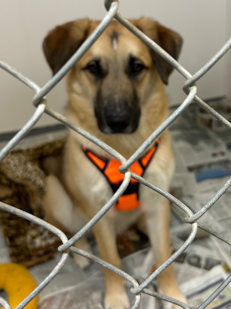 Bear, an adoptable Shepherd in Winnipeg, MB, R3H 0M1 | Photo Image 2