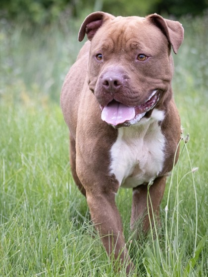 Hercules