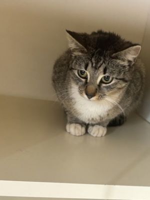 Dresha, Young Female Domestic Short Hair