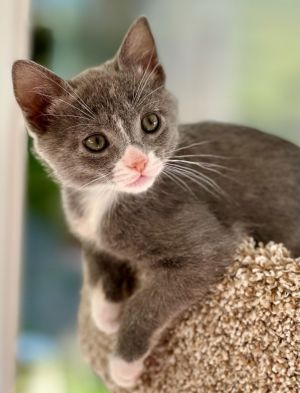The first step in our adoption process is to fill out our interested party application at wwwhavenr
