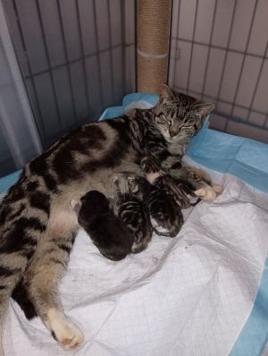 Harmony 3, Baby Male Domestic Short Hair