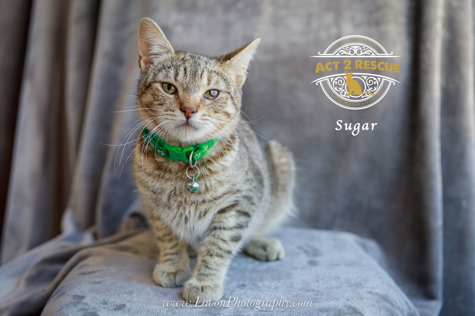 Sugar