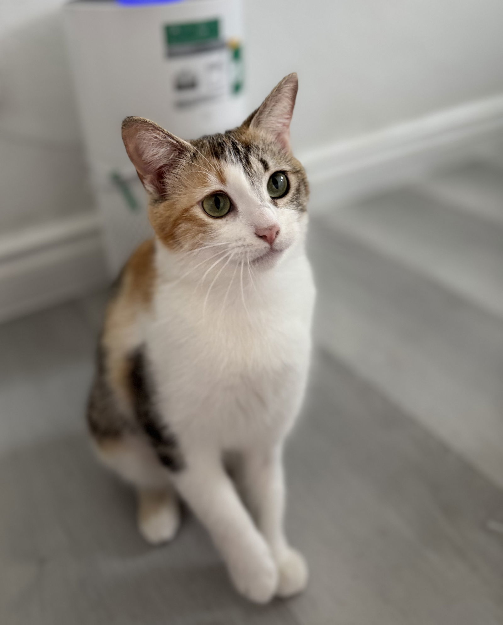 Ginger 3