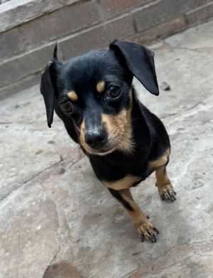 Darcy, Adult Female unknown