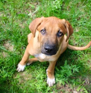 Bobby Jo, Baby Male Shepherd
