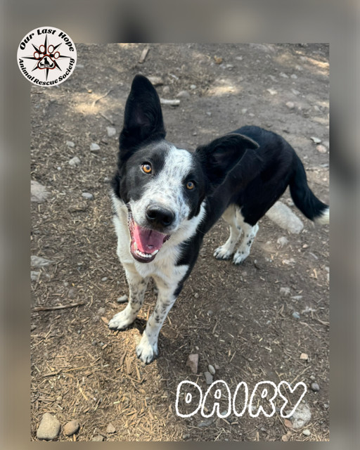Dairy, an adoptable Border Collie in Princeton, BC, V0X 1W0 | Photo Image 1