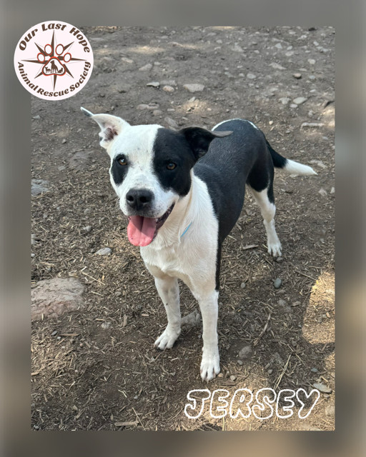 Jersy, an adoptable Border Collie, Terrier in Princeton, BC, V0X 1W0 | Photo Image 1