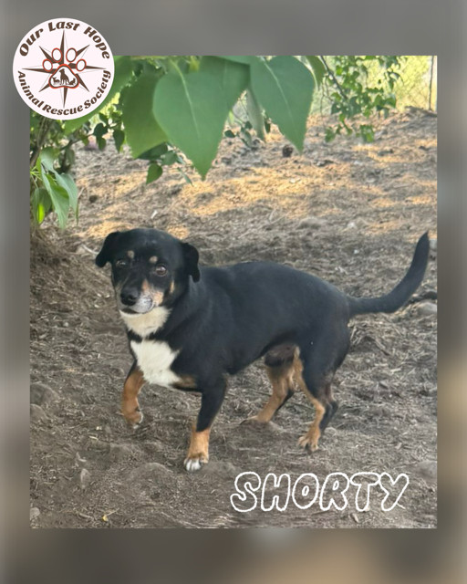 Shorty