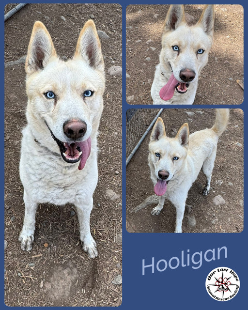 Hooligan, an adoptable Husky in Princeton, BC, V0X 1W0 | Photo Image 1