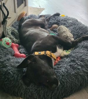 Shirley, Young Female Labrador Retriever