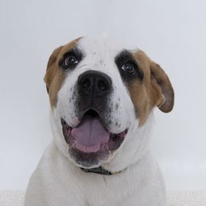 Primary Color White Secondary Color Tan Weight 43lbs Age 0yrs 5mths 0wks Animal has been Neutere