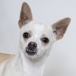 Primary Color White Secondary Color Tan Weight 111lbs Age 1yrs 0mths 2wks Animal has been Spaye