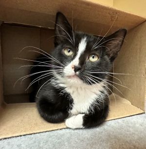 Primary Color Blackwhite Weight 3lbs Age 0yrs 3mths 0wks Animal has been Neutered