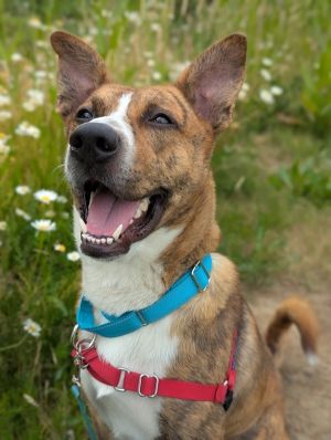 Sweet Stuff (mcas), Young Male Mixed Breed