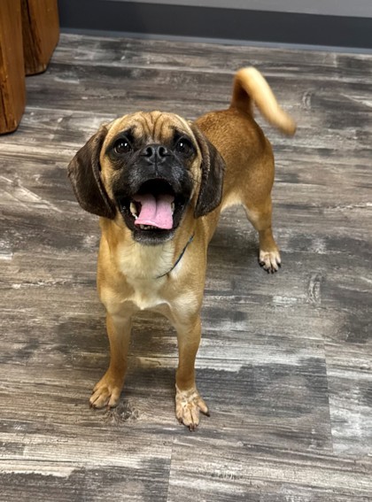 Bert, an adoptable Pug, Beagle in Willmar, MN, 56201 | Photo Image 1