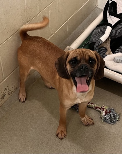 Bert, an adoptable Pug, Beagle in Willmar, MN, 56201 | Photo Image 2