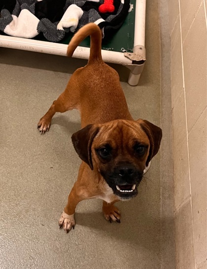 Ernie, an adoptable Pug, Mixed Breed in Willmar, MN, 56201 | Photo Image 2