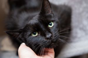 Buttercup, Adult Female Domestic Short Hair