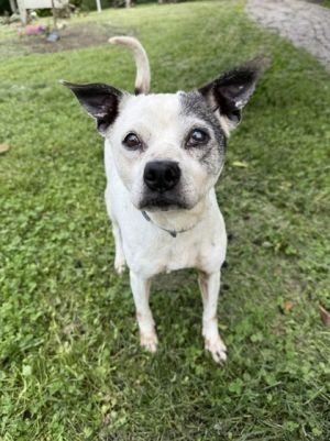 Is sweet and sleepy grandma dog is Rio She is often found snoozing on her cozy bed if not out