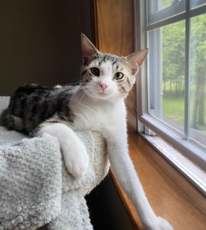 Sam, Young Male Domestic Short Hair