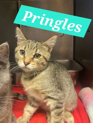 Pringle, Baby Female unknown