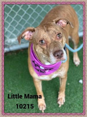 Primary Color Brown Brindle Secondary Color White Weight 62375lbs Age 6yrs 0mths 1wks