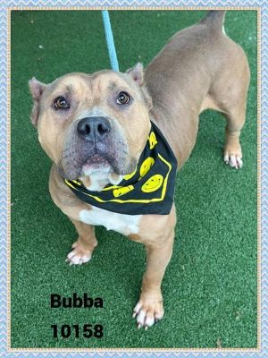 Primary Color Brown Secondary Color White Weight 70lbs Age 7yrs 0mths 2wks