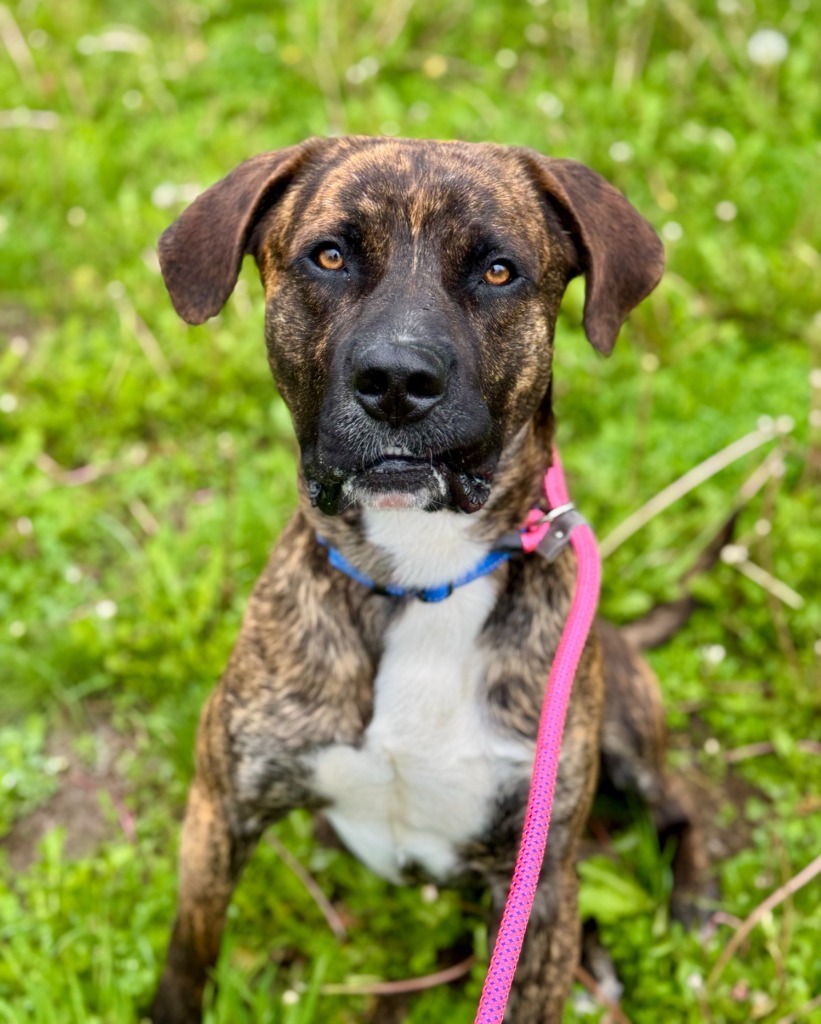 Buddy, an adoptable Pit Bull Terrier, Mixed Breed in Gillette, WY, 82716 | Photo Image 1