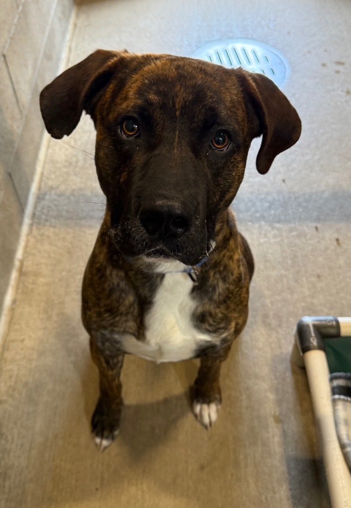 Buddy, an adoptable Pit Bull Terrier, Mixed Breed in Gillette, WY, 82716 | Photo Image 2