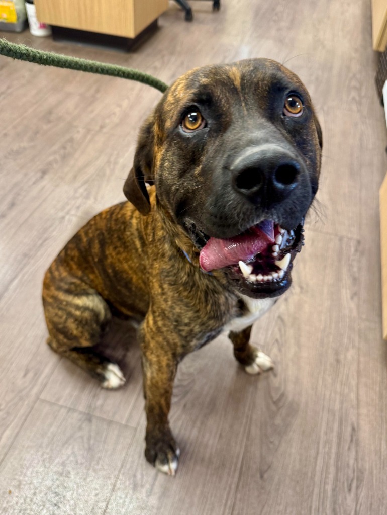 Buddy, an adoptable Pit Bull Terrier, Mixed Breed in Gillette, WY, 82716 | Photo Image 3