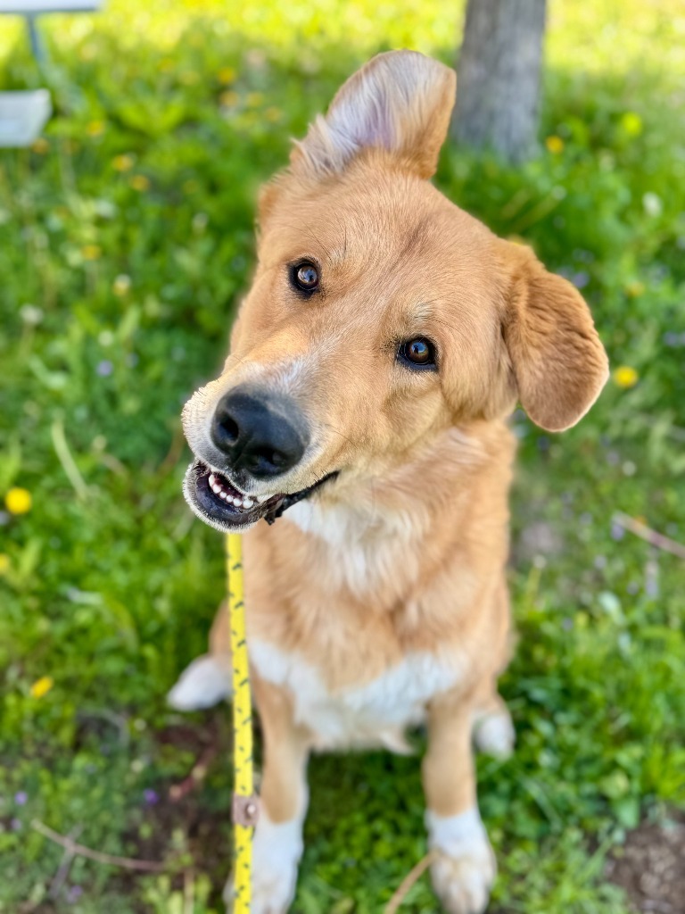 Bear, an adoptable Anatolian Shepherd, Great Pyrenees in Gillette, WY, 82716 | Photo Image 1
