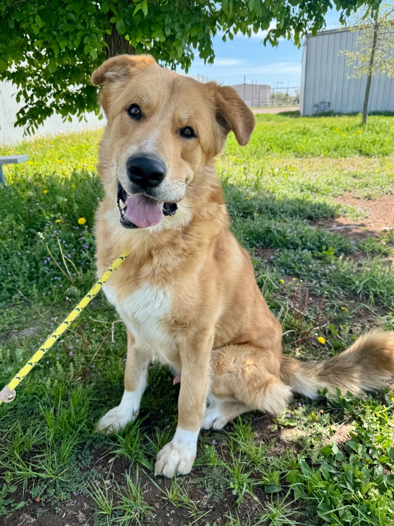 Bear, an adoptable Anatolian Shepherd, Great Pyrenees in Gillette, WY, 82716 | Photo Image 4