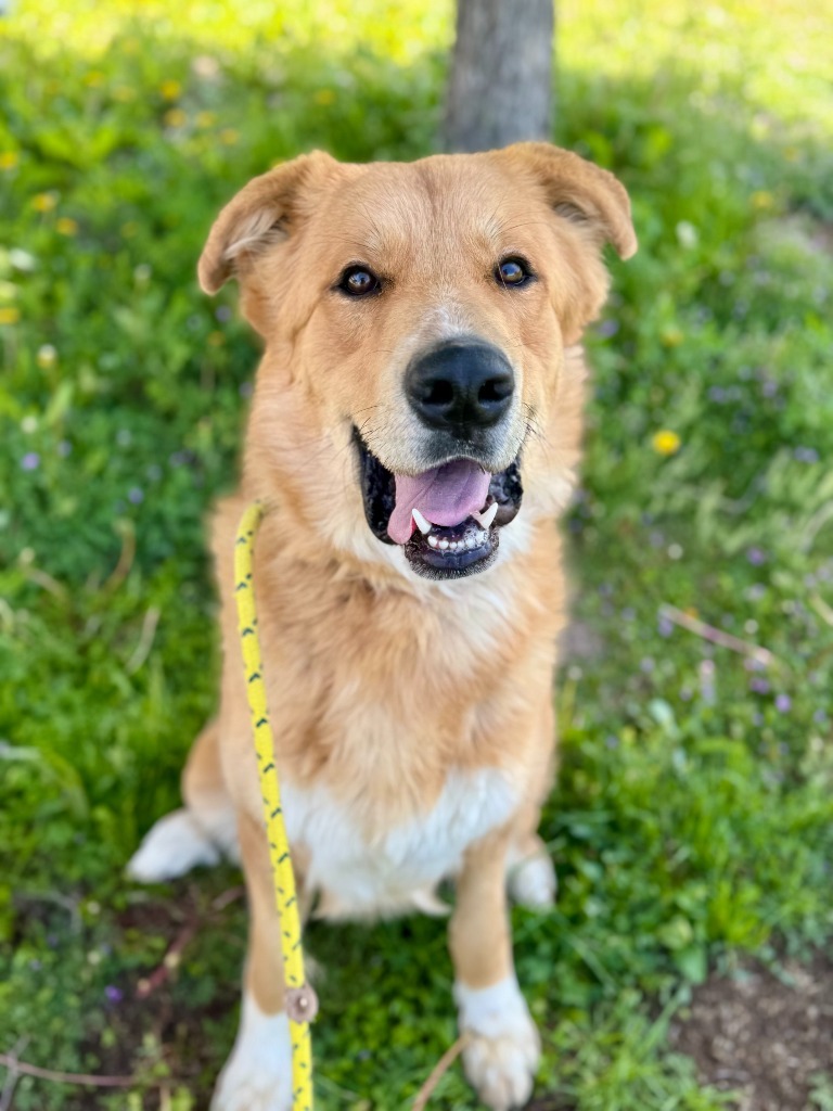 Bear, an adoptable Anatolian Shepherd, Great Pyrenees in Gillette, WY, 82716 | Photo Image 5
