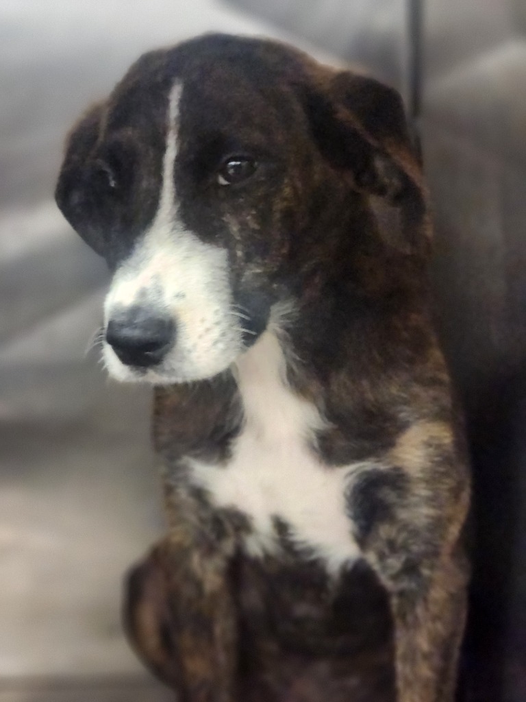Tiz-Adoptable Awaiting S/N