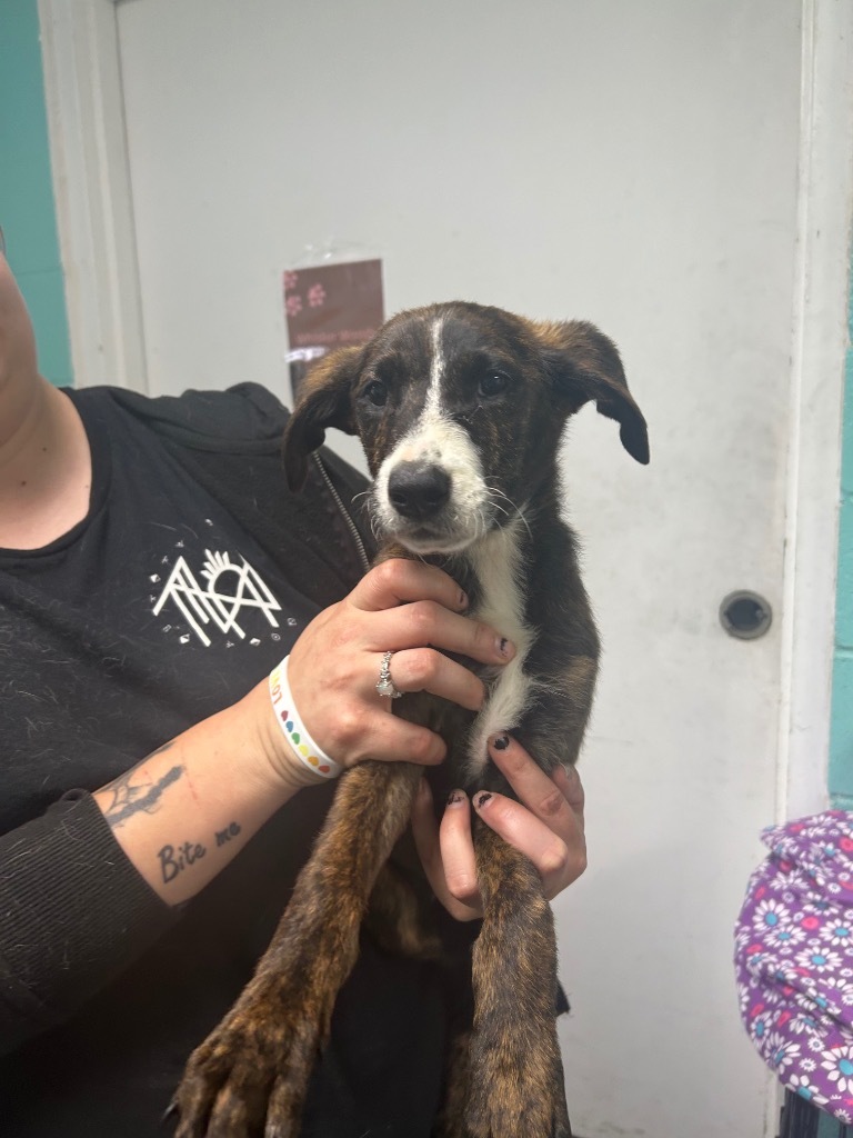 Tiz-Adoptable Awaiting S/N