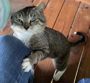 Nick Furry was living outside with other cats in a colony when the feedercaregiver asked us if we c