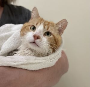 CBee was rescued when over 20 cats in a colony were fixed during a TNR operation CBee was really sk