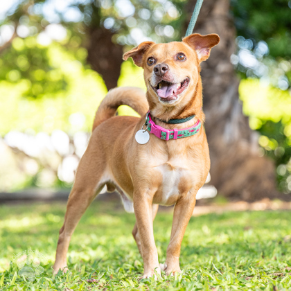 Curly Fry, an adoptable Terrier, Mixed Breed in Honolulu, HI, 96826 | Photo Image 1
