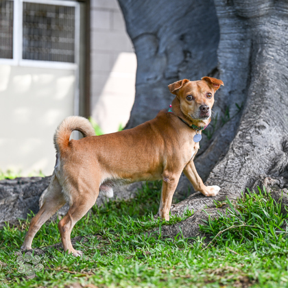 Curly Fry, an adoptable Terrier, Mixed Breed in Honolulu, HI, 96826 | Photo Image 2